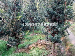 园林绿化展新颜——浙江嵊州波园林产品风采实录