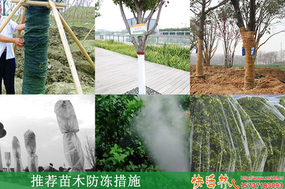 冬季园林绿化防寒指南 常用物资与苗木养护策略