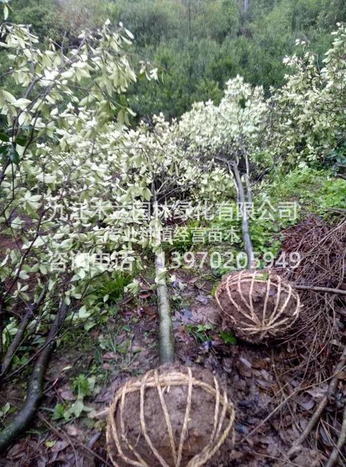 厚皮香-产品展示-九江木兰园林绿化