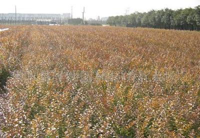 金叶女贞与小叶女贞 园林绿化中的黄金搭档