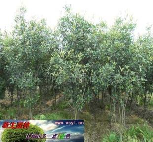 供应8-1-150-200cm高杆红叶石楠 园林景观的优选植物