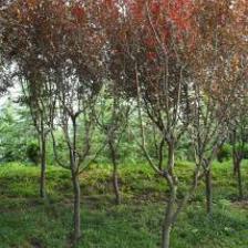 紫叶李 园林绿化彩叶树小乔木的卓越选择