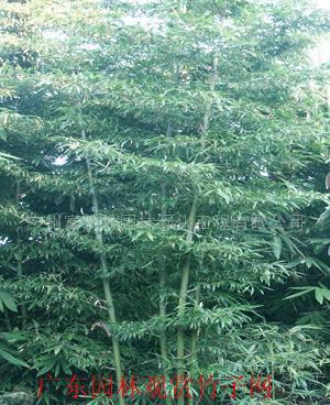 富韵竹等300种绿化观赏竹种苗 园林绿化的诗意选择